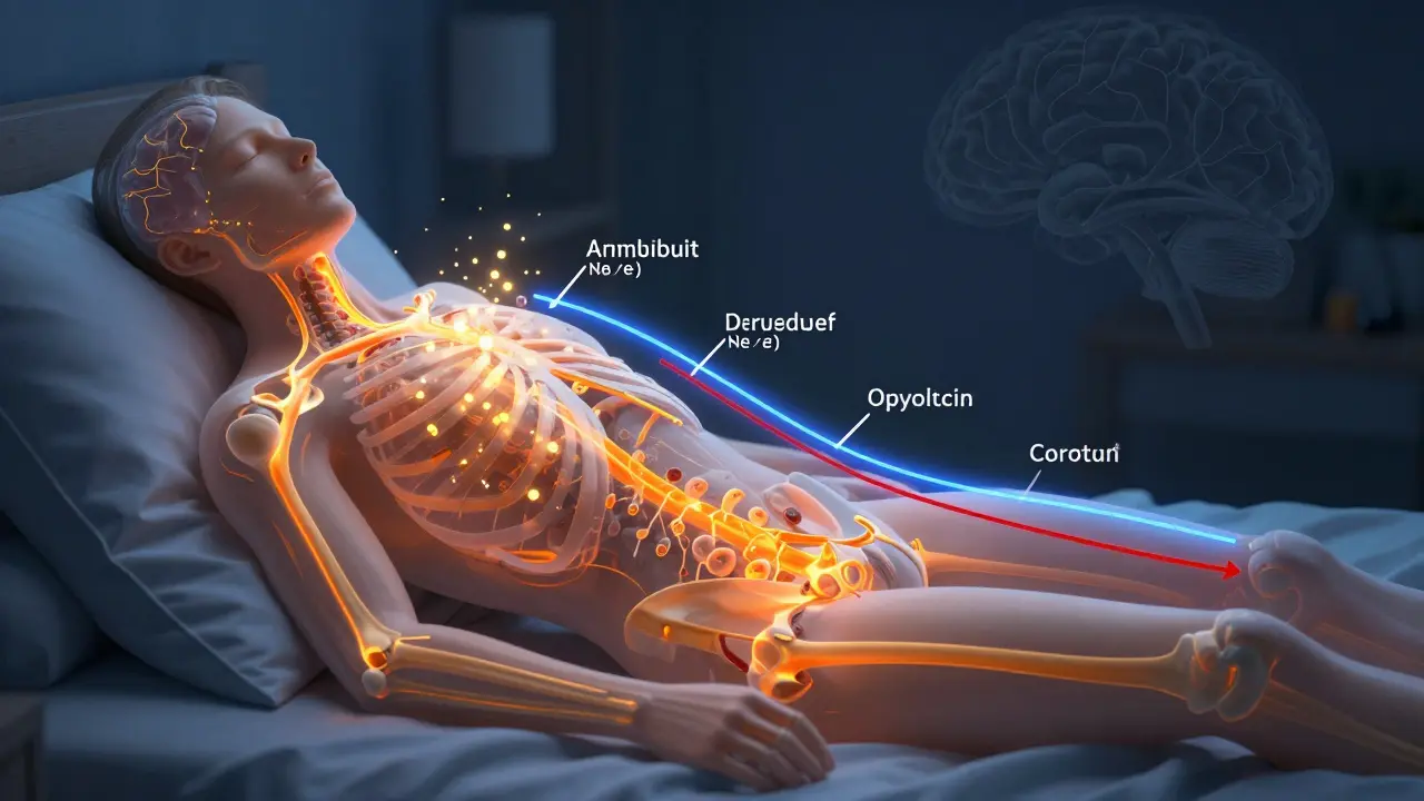Vědecká ilustrace ukazující zvýšenou aktivitu imunitních buněk a snížení stresového hormonu.